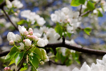 flower buds on a tree branch. blooming apple tree. Spring. small white flowers.