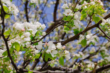 beautiful branches with flowers. blooming apple tree. Spring