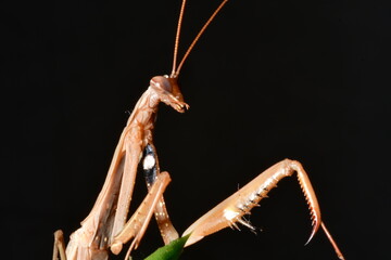 MANTIS RELIGIOSA CLOSE UP