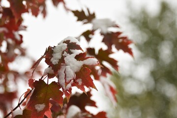 Snow on Red Leaves