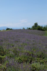 Hills in Sale San Giovanni with lavender fields, Piedmont - Italy