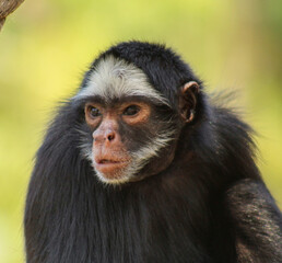 Monkey

(Ateles marginatus)