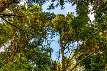 Obraz premium Árboles en un Bosque en Agua García, isla de Tenerife