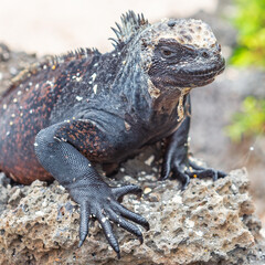 Galapagos Marine Iguana (Amblyrhynchus cristatus) portrait, Santa Cruz island, Galapagos national park, Ecuador.