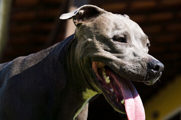 Pit bull dog playing in the garden of the house. Running and catching the ball. Sunny day.