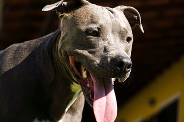 Pit bull dog playing in the garden of the house. Running and catching the ball. Sunny day.