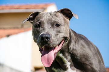 Pit bull dog playing in the garden of the house. Running and catching the ball. Sunny day.