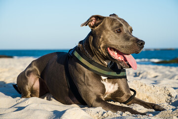 Pit bull dog playing on the beach at sunset. Enjoying the sand and the sea on a sunny day.