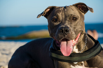 Pit bull dog playing on the beach at sunset. Enjoying the sand and the sea on a sunny day.