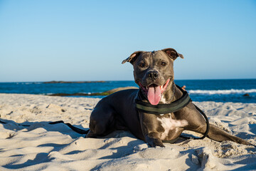Pit bull dog playing on the beach at sunset. Enjoying the sand and the sea on a sunny day.