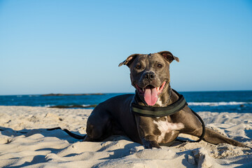 Pit bull dog playing on the beach at sunset. Enjoying the sand and the sea on a sunny day.