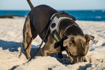 Pit bull dog playing on the beach at sunset. Enjoying the sand and the sea on a sunny day.