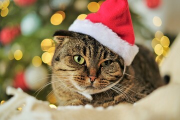 Christmas for pets. Santa's cat.Funny cat in a Santa Claus hat on a Christmas fir background.Santa's pet. . High quality photo