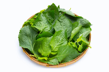 Tree Basil leaves (Ocimum gratissimum) in bamboo basket on white background.
