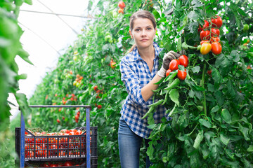 Fototapeta na wymiar Positive farm workwoman gathering crop of organic tomatoes cultivar in hothouse. Summer harvest time