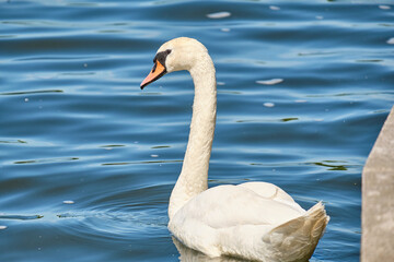 White Swan in the pond of Kaliningrad in the daytime in summer.