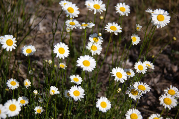 Fototapeta premium White daisies flowers in a garden
