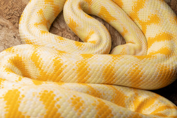 Fototapeta premium Albino Darwin Carpet Python Yellow and White Snake on black background and timber log tree branch