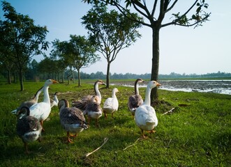 White And Black Colour Swans Are Walking In A Mango Garden With Grassy Field Background In The Morning Time With Blue Sky Background. Morning Sunlight Falling On Them. 