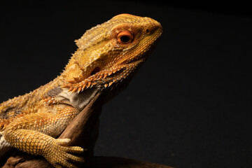 Central Bearded Dragon isolated on a black background sitting on a log