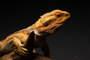 Central Bearded Dragon isolated on a black background sitting on a log
