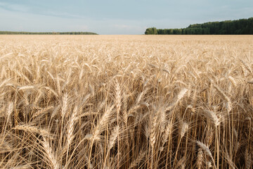 Fototapeta na wymiar View of ripening wheat field in the rays of the setting sun. Autumn harvest. Agriculture industry