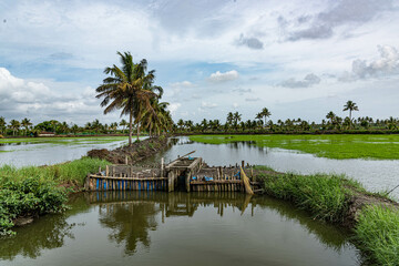 farmlands of Kerala