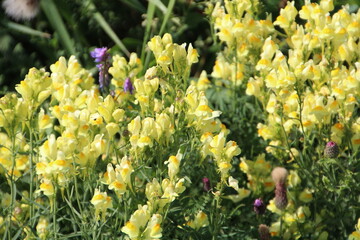 Obraz premium Yellow Blooms Of August, Pylypow Wetlands, Edmonton, Alberta