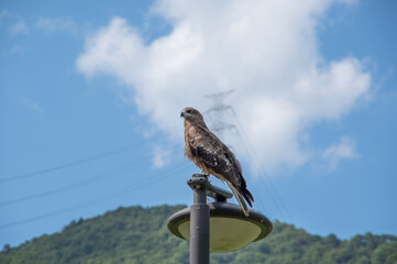 とまっている鳶 / Black Kite Perching