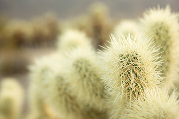 A closeup view of the spines of a cholla cactus.