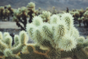 A closeup view of the spines of a cholla cactus.