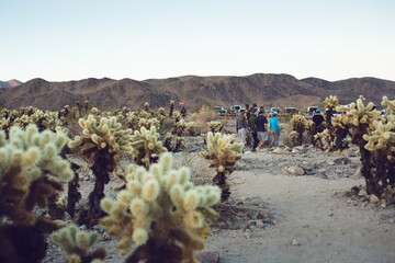 A view of people walking around the Cholla Garden, seen inside Joshua Tree National Park, California.