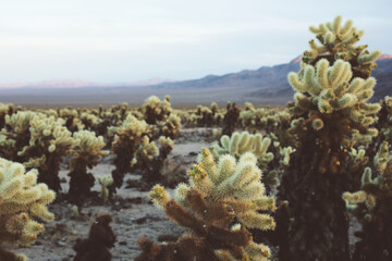 A view of the Cholla Cactus Garden at dusk, featuring mountains in the background.