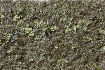 Lichen On Stone 002