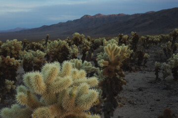 A view of the Cholla Cactus Garden at dusk, featuring mountains in the background.
