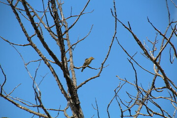 Bird In The Tree, Pylypow Wetlands, Edmonton, Alberta