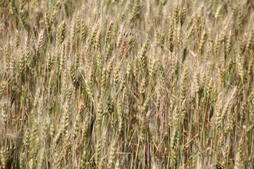 Farmers Wheat, Pylypow Wetlands, Edmonton, Alberta