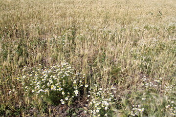 Blooming In The Wheat, Pylypow Wetlands, Edmonton, Alberta