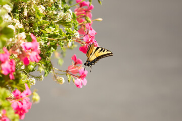 A view of a western tiger swallowtail butterfly enjoying nectar from pink flowers, seen in Temecula, California.