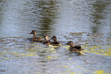 Mallards Moving On The Lake, Pylypow Wetlands, Edmonton, Alberta