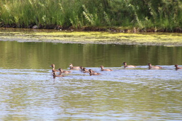 Flock On The Lake, Pylypow Wetlands, Edmonton, Alberta