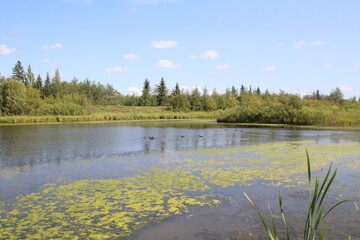  Mid August On The Wetlands, Pylypow Wetlands, Edmonton, Alberta