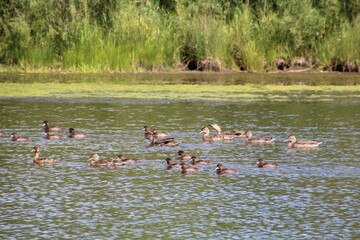 Waterfowl On The Lake, Pylypow Wetlands, Edmonton, Alberta