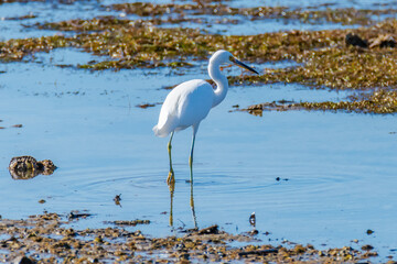 Little Egret hunting in the bay