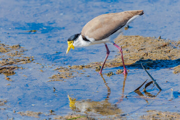 Masked Lapwing also known as a Plover bird hunting in the bay
