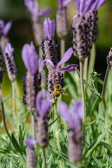 Bee on lavender