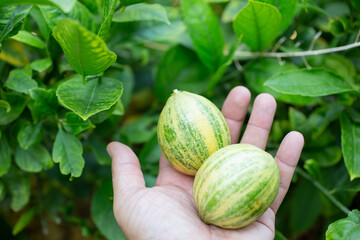 A view of an hand holding two Variegated pink lemons next to a citrus tree.
