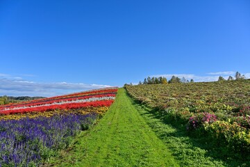 Fototapeta na wymiar 青空バックにカラフルな花々が咲く丘の情景＠富良野、北海道