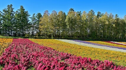 青空バックにカラフルな花々が咲く丘の情景＠富良野、北海道