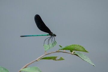 葉っぱにとまってのんびりくつろぐハグロトンボ